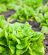 Salát hlávkový celoroční Lento - Lactuca sativa - semena - 500 ks