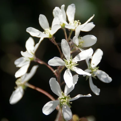 Muchovník kanadský - Amelanchier canadensis - semena - 10 ks