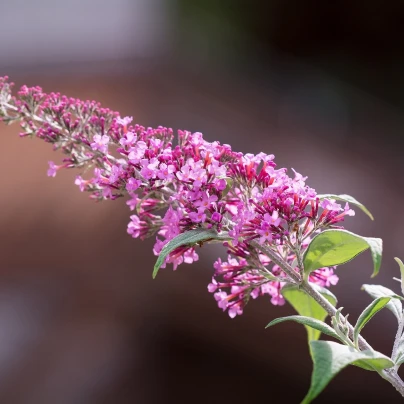 Komule Davidova směs - Buddleja davidi - semena - 20 ks