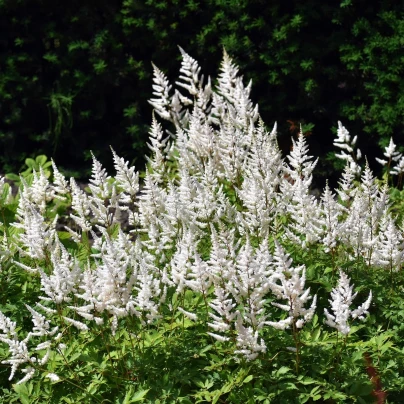 Čechrava arendsii bílá - Astilbe arendsii - semena - 8 ks