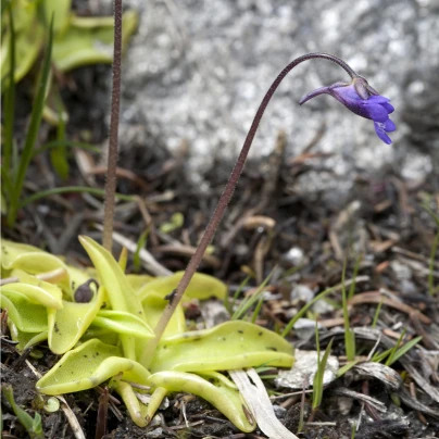 Tučnice obecná - Pinguicula vulgaris - semena - 10 ks