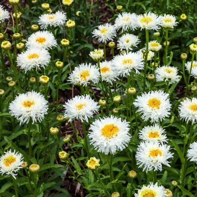 Sedmikráska středně plnokvětá bílá - Bellis perennis - semena - 0,1 g