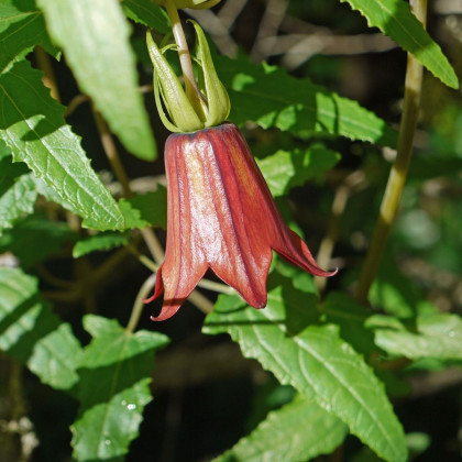 Kanarína kanárská - Kanárský zvonek - Canarina canariensis - semena - 6 ks