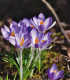 Krokus Tomasiniho Lilac Beauty - Crocus Tommasinianus - cibuloviny - 3 ks