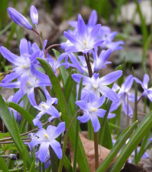 Ladonička fialová Violet Beauty - Chionodoxa luciliae - cibuloviny - 5 ks