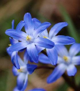 Ladonička bělomodrá - Chionodoxa Forbesi Blue - cibuloviny - 5 ks