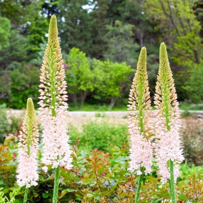 Liliochvostec úzkolistý Robustus - Eremurus - cibuloviny - 1 ks