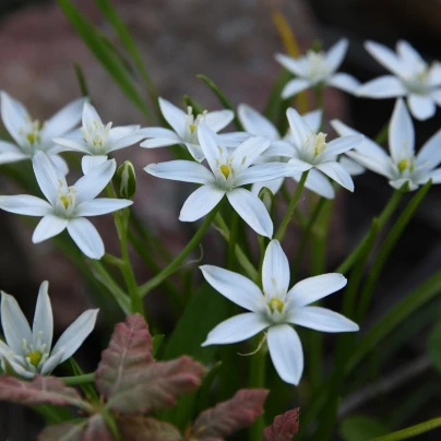 Snědek - Ornithogalum umbellatum - cibuloviny - 3 ks