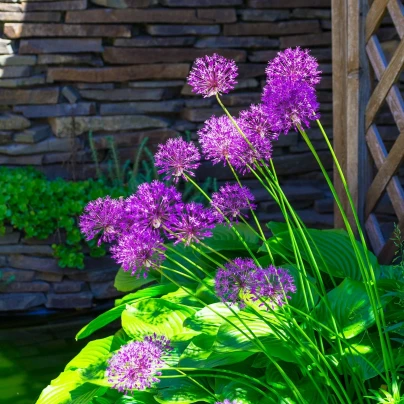 Česnek okrasný - Allium Purple Sensation - cibuloviny - 3 ks