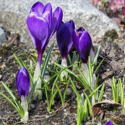 Krokus Tomasiniho Whitewell Purple - Crocus tommasinianus - cibuloviny - 3 ks