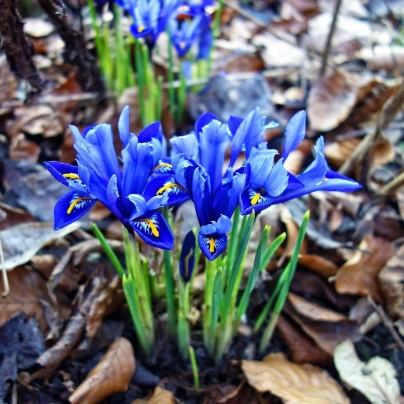 Kosatec holandský Sapphire Beauty - Iris hollandica - cibuloviny - 3 ks