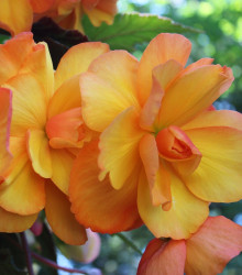 Begonie Golden Balcony - Begonia tuberhybrida - cibuloviny - 2 ks