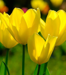 Tulipán Monte Carlo - Tulipa - cibuloviny - 3 ks