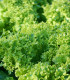 BIO Salát listový Lollo Bionda Limeira - Lactuca sativa - bio semena - 20 ks