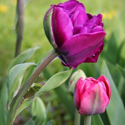 Tulipán Blue Diamond - Tulipa - cibuloviny - 3 ks