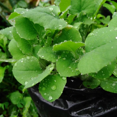 Hořčice habešská - Brassica carinata - semena - 250 ks