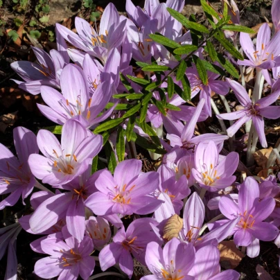 Ocún obrovský - Colchicum giganteum - cibuloviny - 1 ks