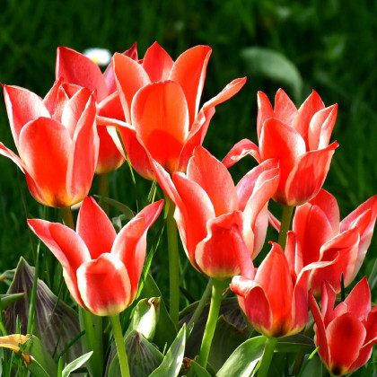 Tulipán Oriental Beauty - Tulipa - cibuloviny - 3 ks