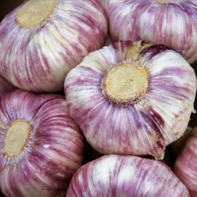 Sadbový česnek Anton - Allium sativum - nepaličák - cibule česneku - 1 balení