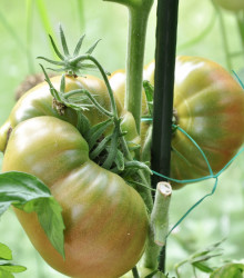 BIO Rajče Ananas Noire - Solanum lycopersicum - bio semena - 6 ks