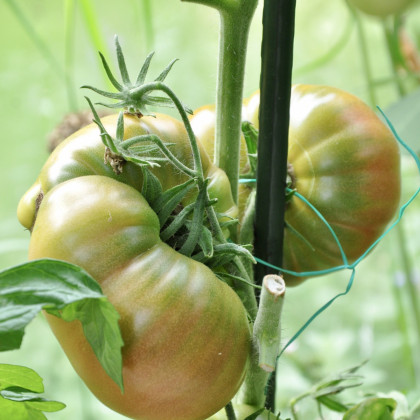 BIO Rajče Ananas Noire - Solanum lycopersicum - bio semena - 6 ks