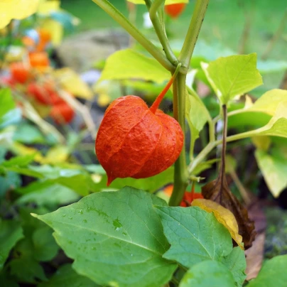 Mochyně židovská - Physalis alkekengi - semena - 30 ks