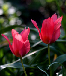 Tulipán Toronto - Tulipa - cibuloviny - 3 ks