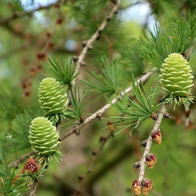 Modřín opadavý - Larix decidua - semena - 10 ks