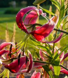 Lilie Black Beauty  - Lilium x hybridum - cibuloviny - 1 ks