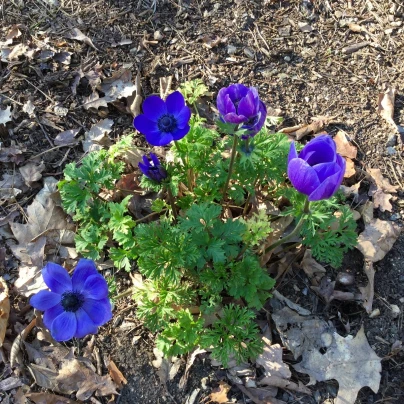 Sasanka Mr. Fokker - Anemone coronaria - cibuloviny - 3 ks