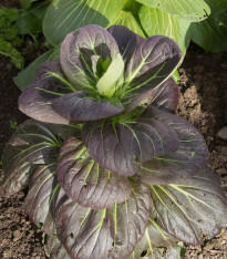 Pak Choi Baraku F1 - Brassica rapa chinensis - semena - 50 ks
