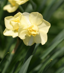 Narcis Cheerfulness - Narcissus - cibuloviny - 3 ks