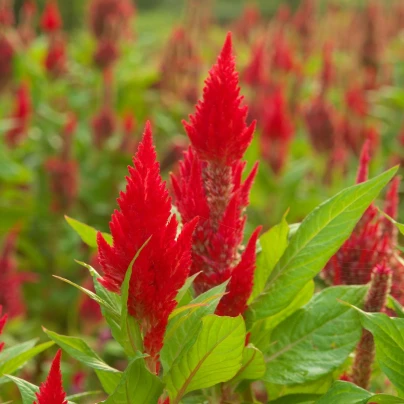 Nevadlec ohnivý - Celosia plumosa - semena - 50 ks