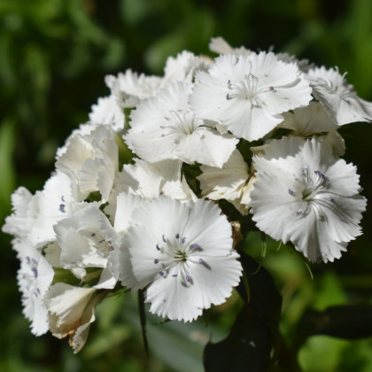 Hvozdík bradatý Sweet William - Dianthus barbatus - semena - 150 ks