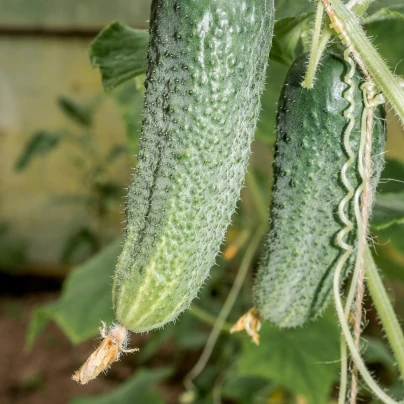 Okurka nakládačka Charlotte F1 - Cucumis sativus - semena - 6 ks