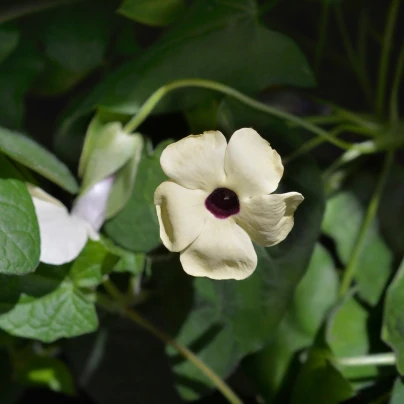 Černooká Zuzana křídlatá bílá - Thunbergia alata - semena - 15 ks