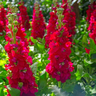 Stračka Carmine King - Delphinium imperialis - semena - 100 ks