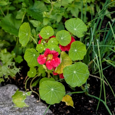 Lichořeřišnice nízká Tip Top Rose - Tropaeolum minus - semena - 10 ks