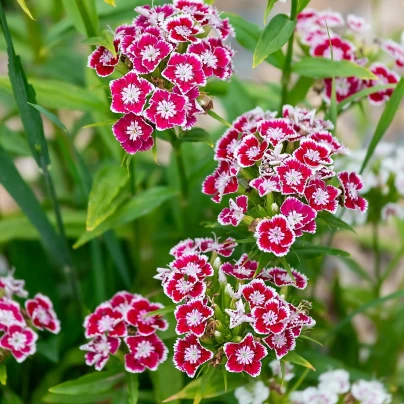 Hvozdík Super Parfait F1 - Dianthus Super Parf. Raspberry - semena - 16 ks