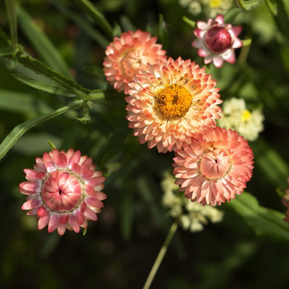Smil listenatý Silvery Rose - Helichrysum bracteatum - semena - 500 ks