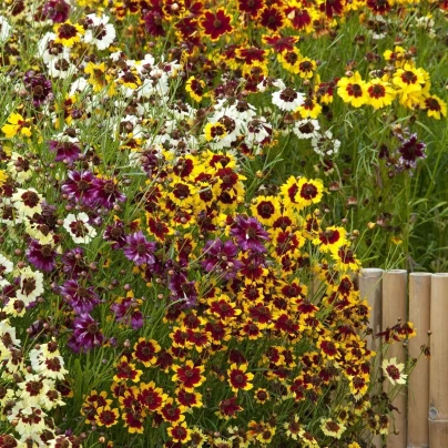 Krásnoočko trpasličí mix - Coreopsis hybrida - semena - 200 ks