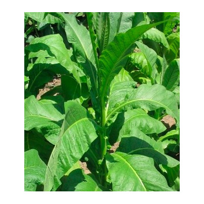 Tabák Orinoco - Nicotiana tabacum - semena - 25 ks