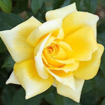 Růže keřová velkokvětá King Ransom - Rosa - prostokořenné sazenice růží - 1 ks