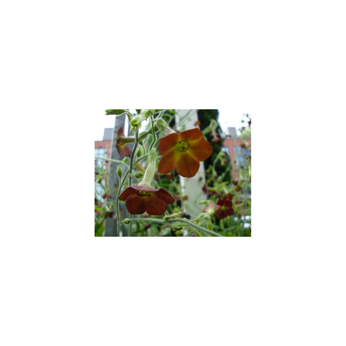 Tabák Hnědý List - Nicotiana tabacum - semena - 25 ks