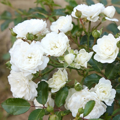Růže keřová půdokryvná The white fairy - Rosa - prostokořenné sazenice růží - 1 ks