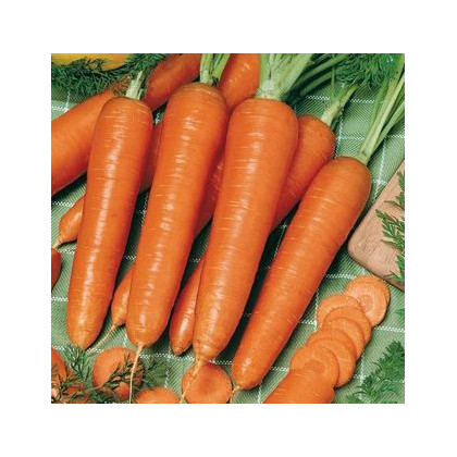 Mrkev Rotin - Daucus carota - semena - 900 ks