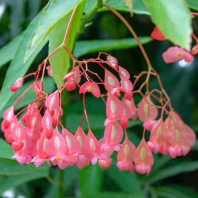 Begonie šarlatová - Begonia coccinea - semena - 12 ks