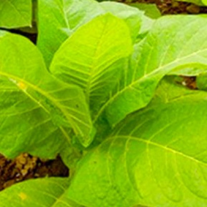 Tabák Madole SPECIÁL - Nicotiana tabacum - semena - 20 ks