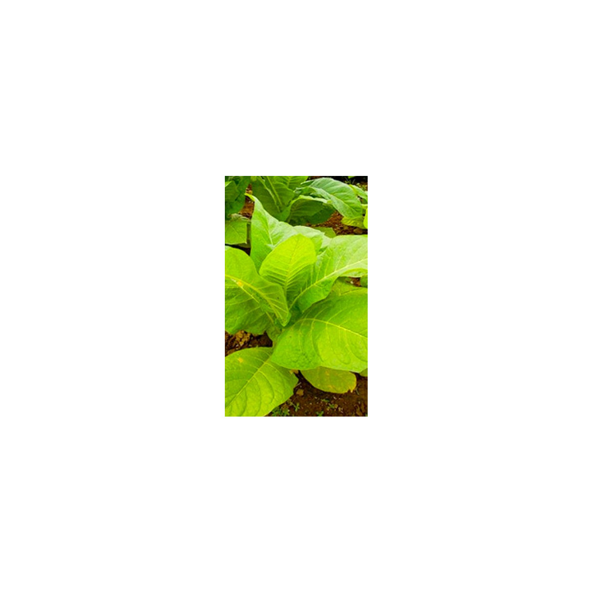 Tabák Madole SPECIÁL - Nicotiana tabacum - semena - 20 ks