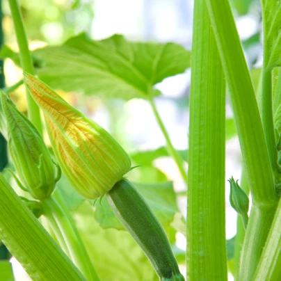 BIO Cuketa Alberello - Cucurbita pepo - bio semena - 5 ks